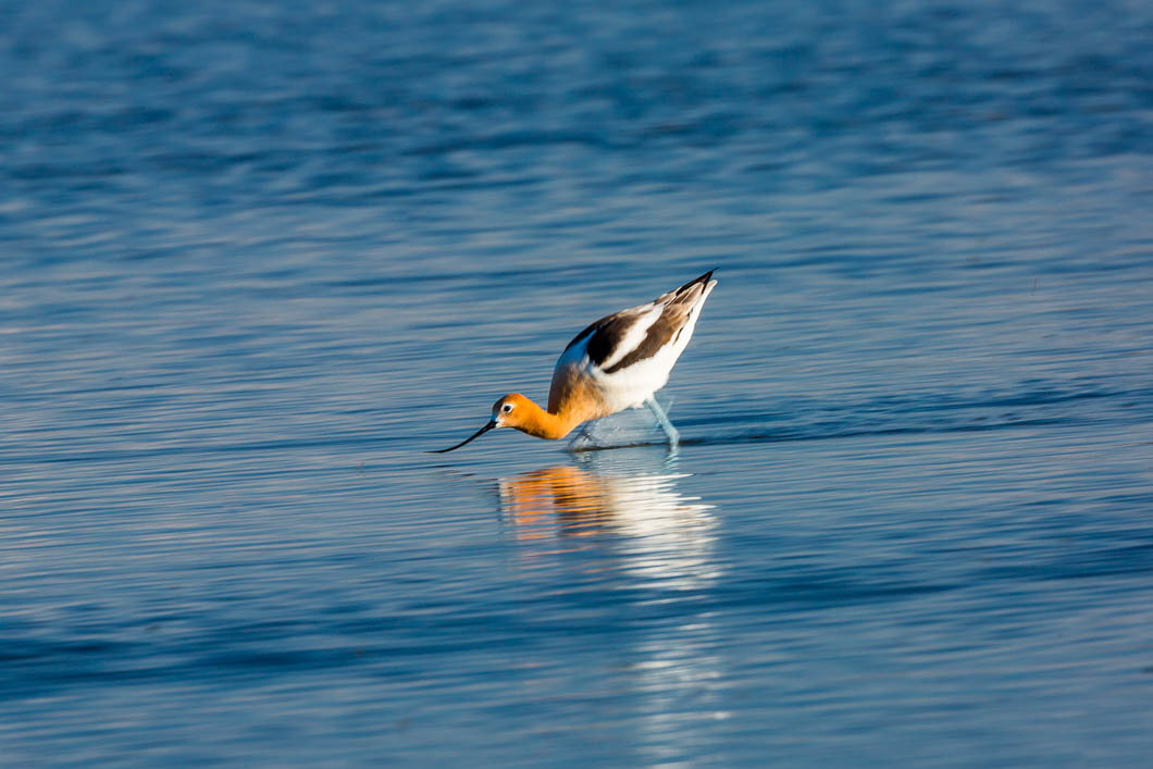 Image settings:1/30 sec at f / 16 on ISO 200 at 500 mm