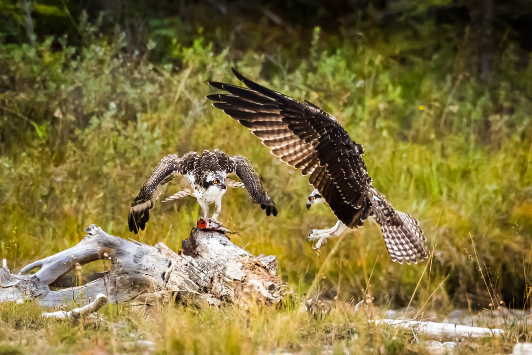 Image settings:1/3200 sec at f / 7.1 on ISO 1600 at 700 mm