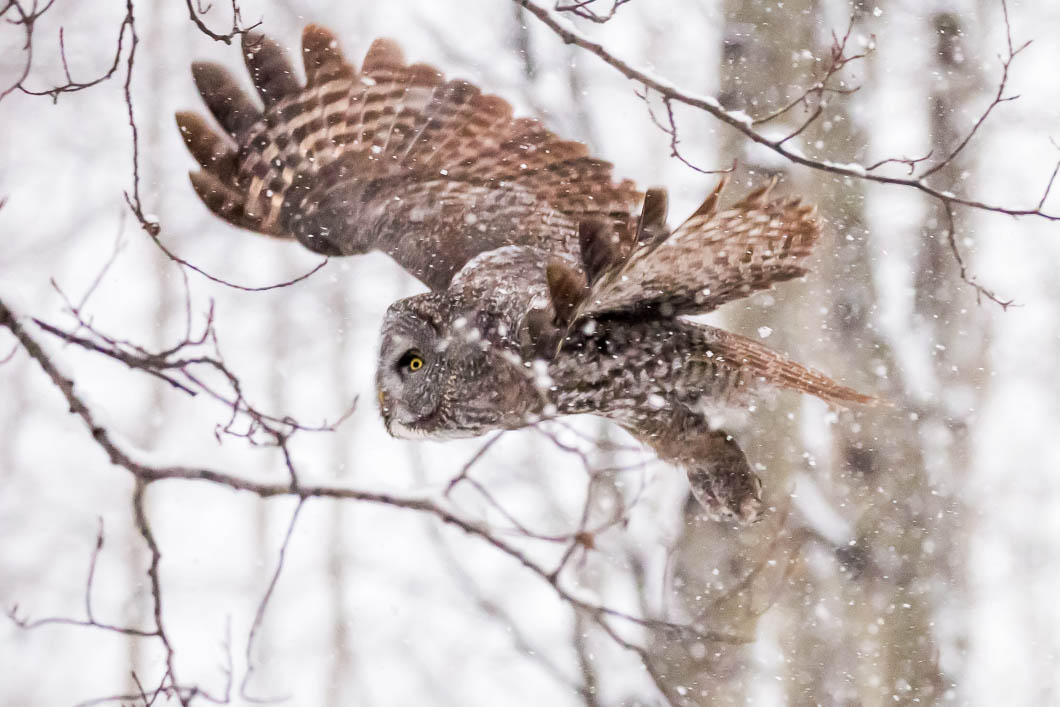 Image settings:1/1000 sec at f / 5.0 on ISO 4000 at 220 mm